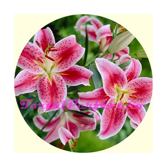 Imagine comestibila "Flori"