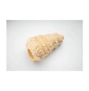 canoli conici mignon 65mm